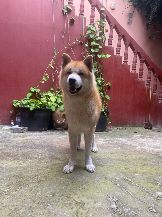 À VENDRE – Superbe Akita Inu 4 ans – Vice-Champion du Maroc – Pedigree