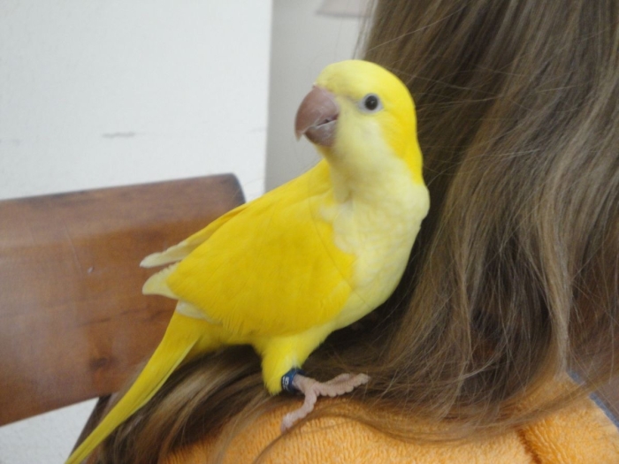 Perroquet Quaker lotino