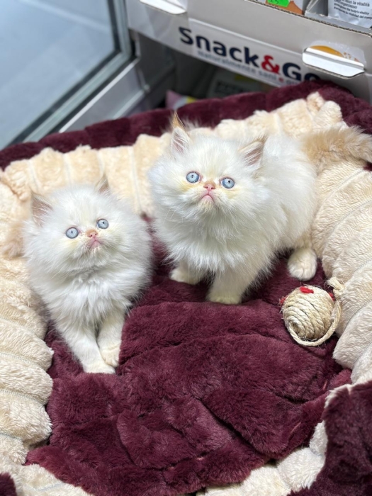 Persan chaton