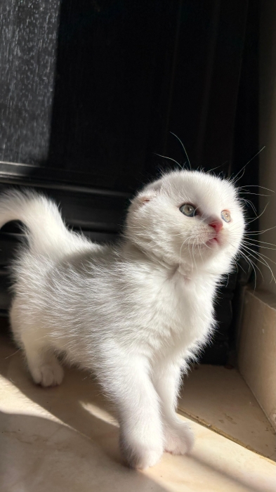 Scottish fold et Highland Straight