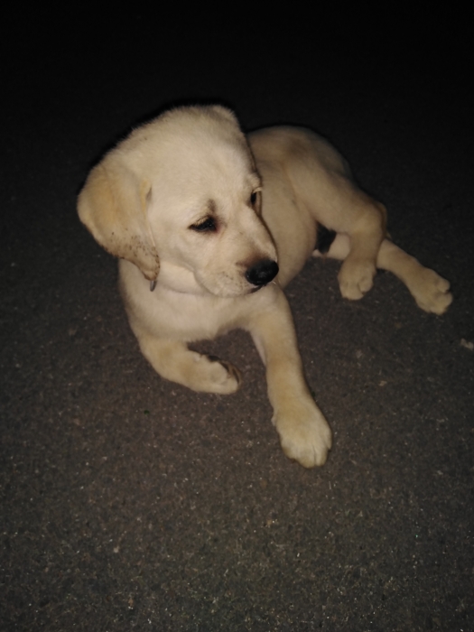 Chiot labrador 1.5mois