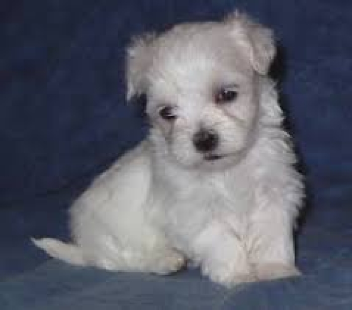 BICHON MALTE
