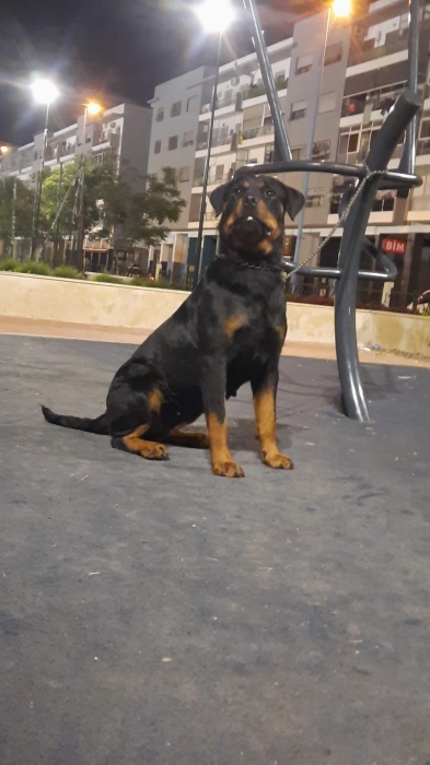 Femelle rottweiler race pure