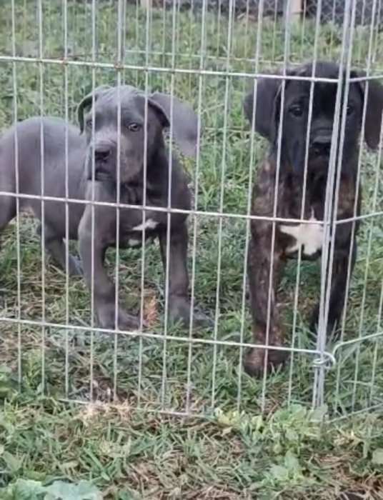 Cane corso