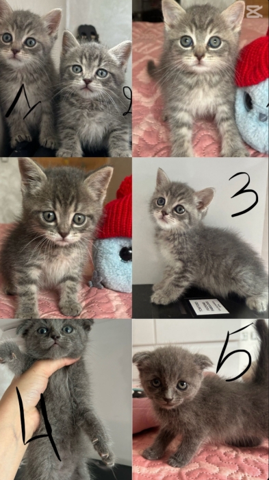 Disponibles à la réservation : Chatons Scottish adorables