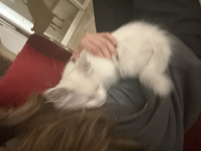 Chat Angora