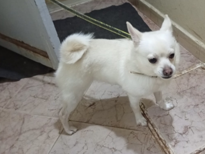 Chihuahua femelle