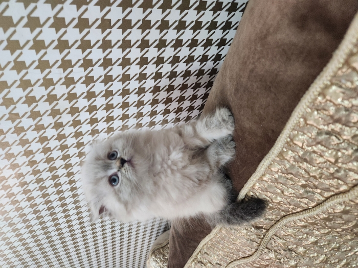 Chaton Highland fold pure race