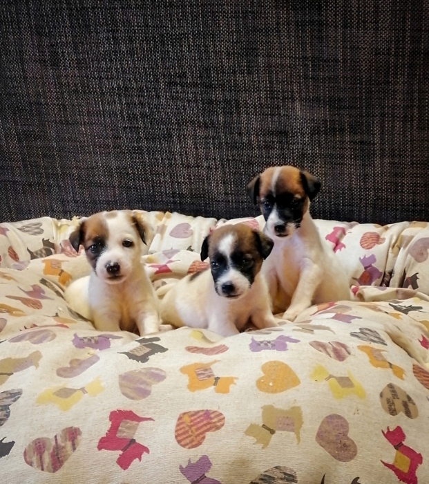 Jack Russell 🐾