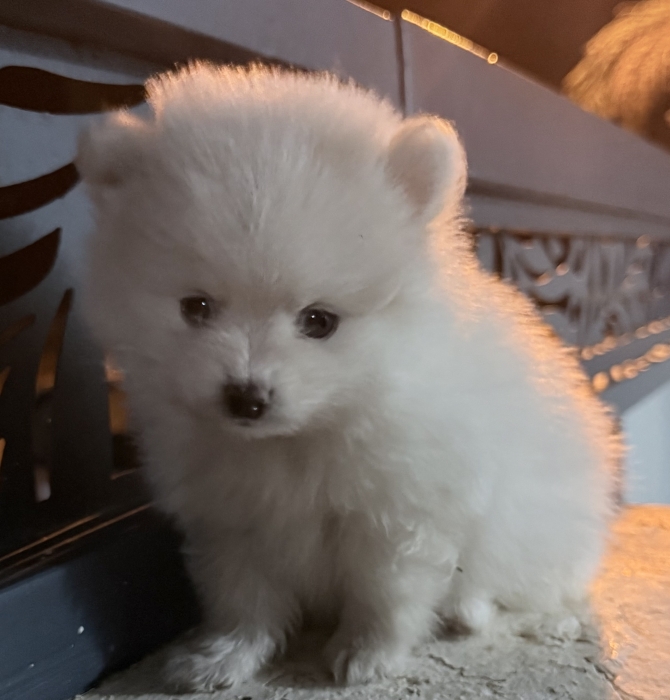 Spitz nain