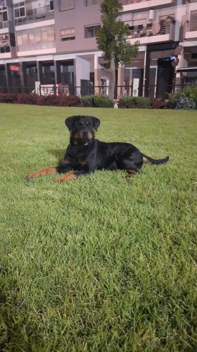 Femelle rottweiler race pure