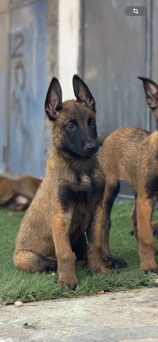 Chiot malinois pure à vendre