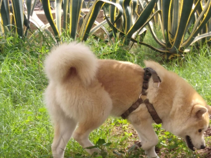 Akita Anu japonais