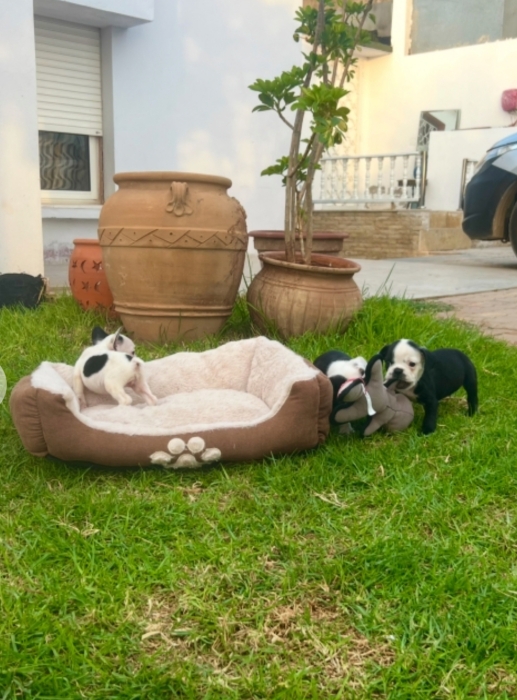 Bulldog français