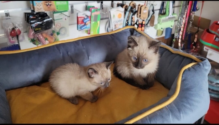 Chatons siamois