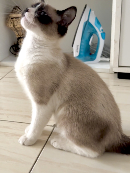 Siamois snowshoe
