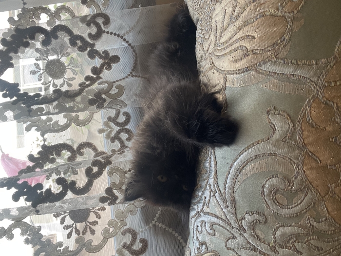Chat persan