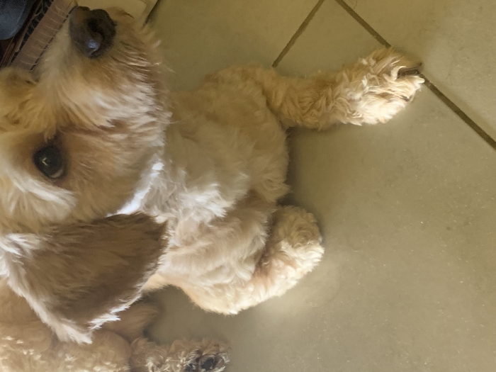 Bichon havanais