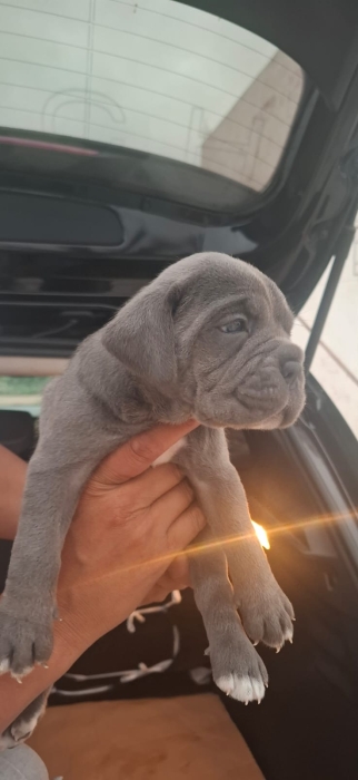 Canecorso