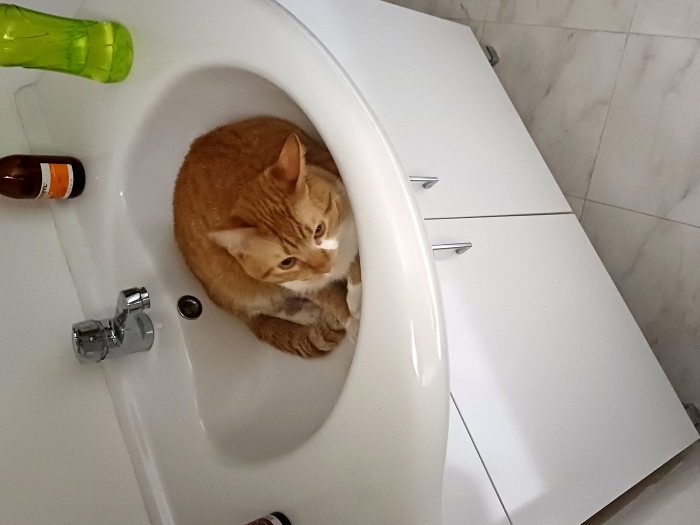 Chat castré