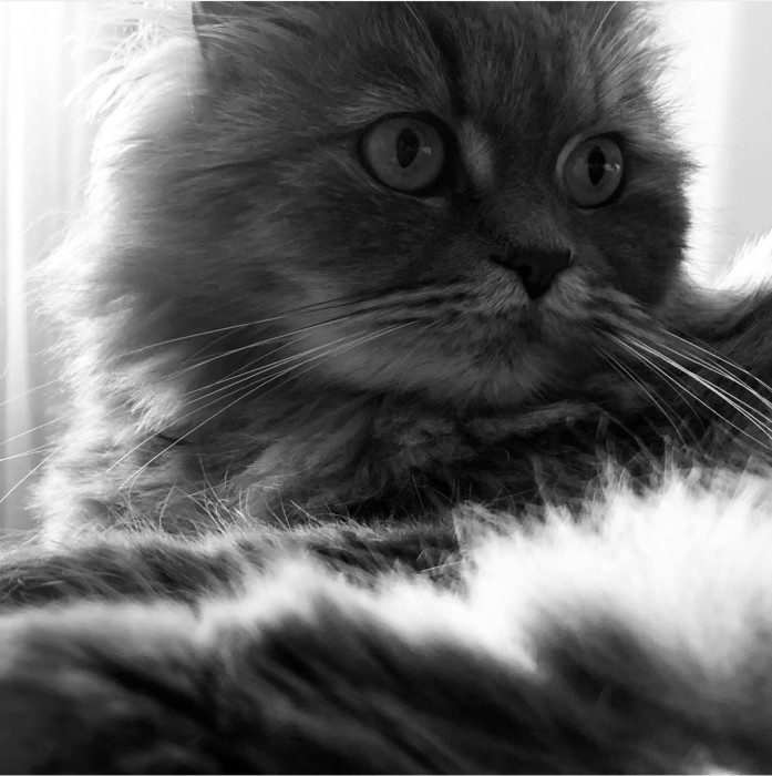 Chat persan