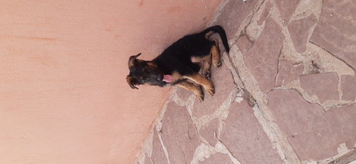 Berger allemand