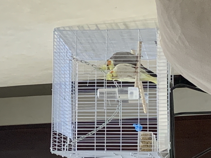 Couple calopsitte avec cage