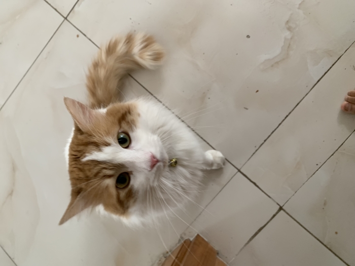 Chat à adopter