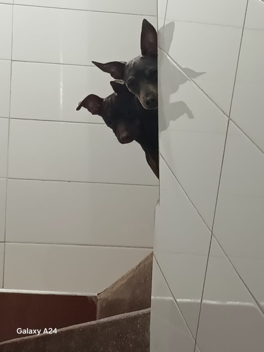 كلب Miniature Pinscher ذكر للبيع