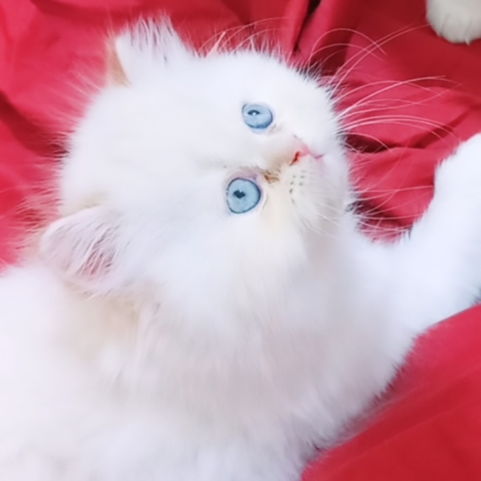 Chat persan