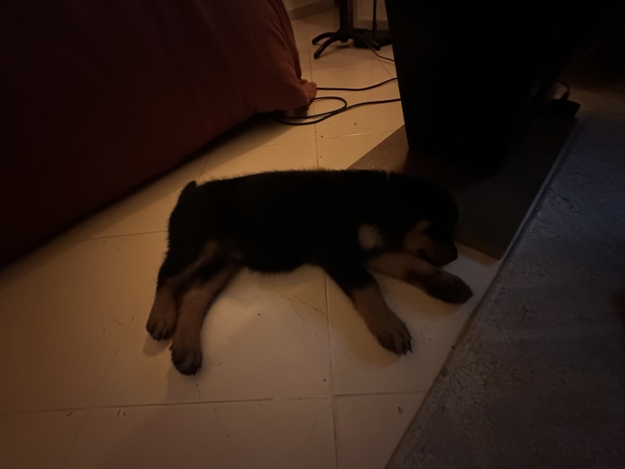 Rottweiler