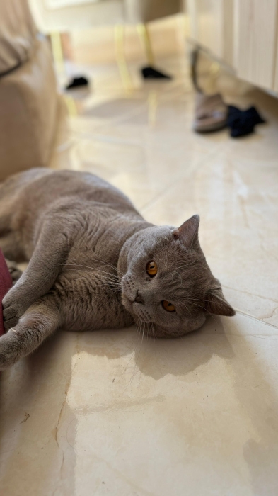 British shorthair pour accouplement