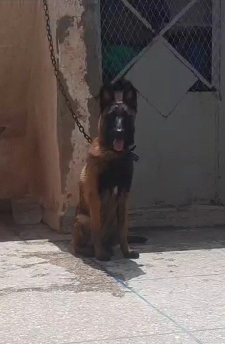 Femelle malinois charboni