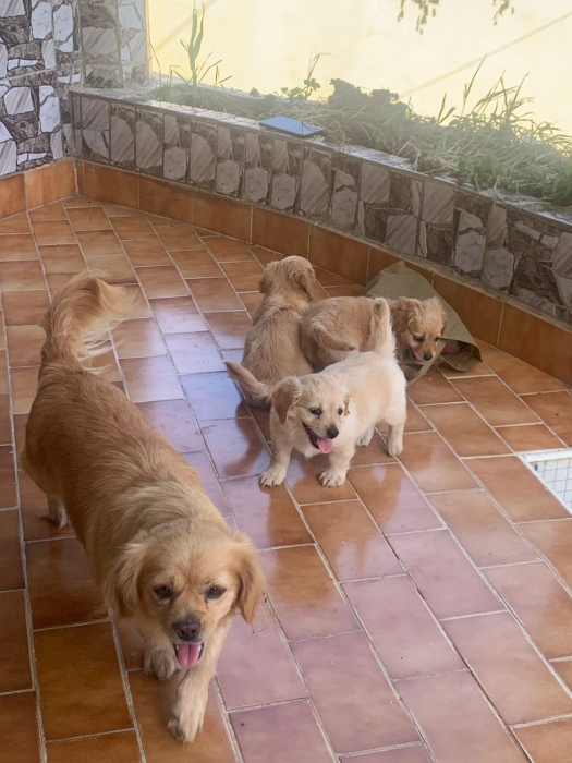 Pekingese