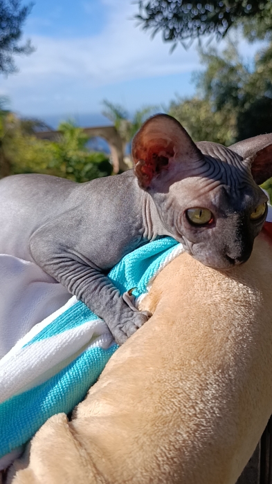 Sphinx