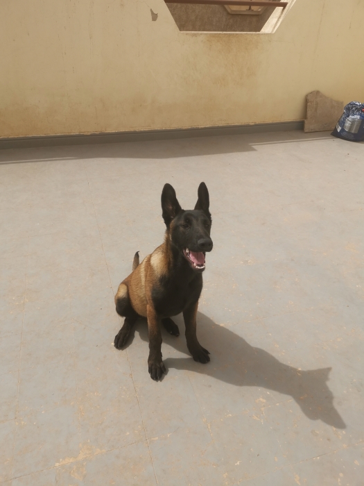 Malinois femelle charbonné