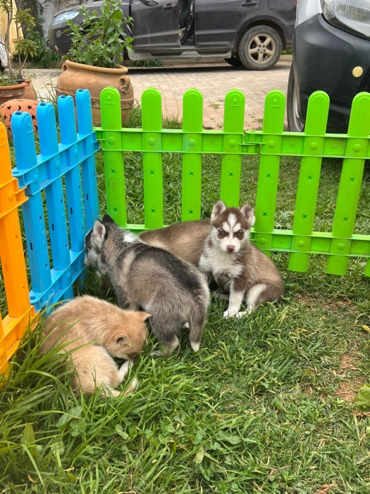Husky sibérien ❄