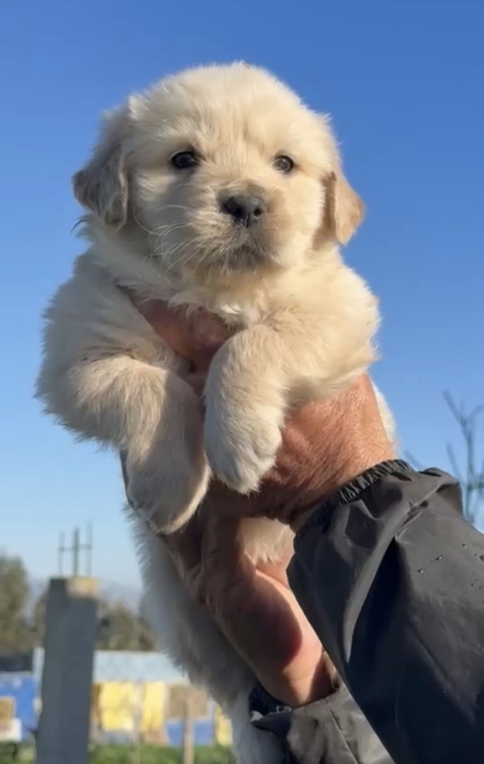 Golden retriever