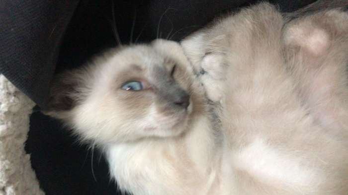 Chat male siamois
