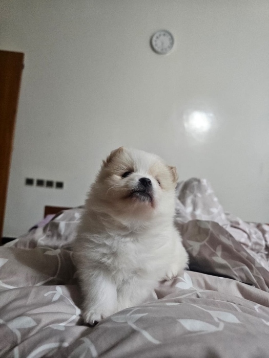 Spitz pomeranien