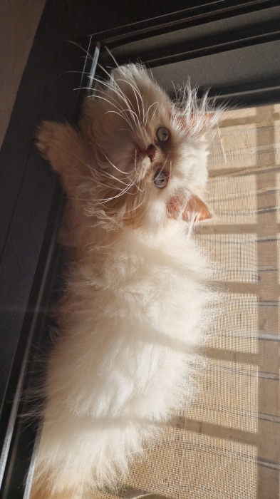 Chat persan