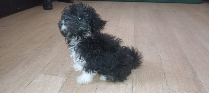 vente chiot de 3 mois havannais vaccinee