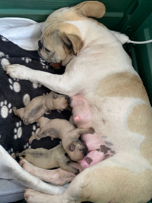 Bulldog Français
