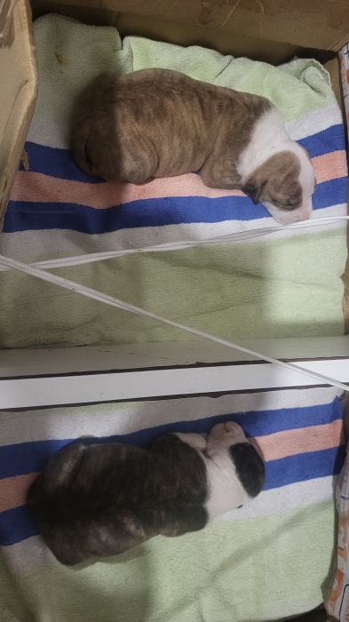 Bebe chiot pittbull