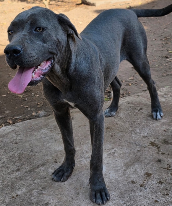 Cane Corso gris femelle 10 mois