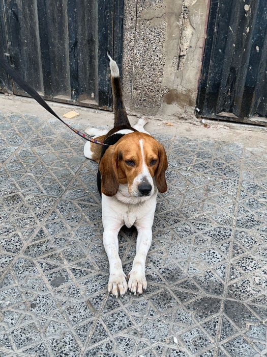 Chien begeale