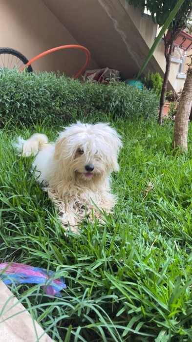 Bichon maltais