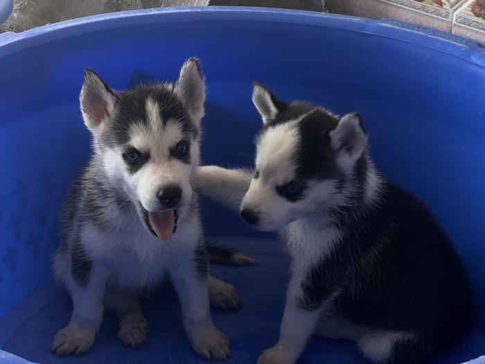 Husky
