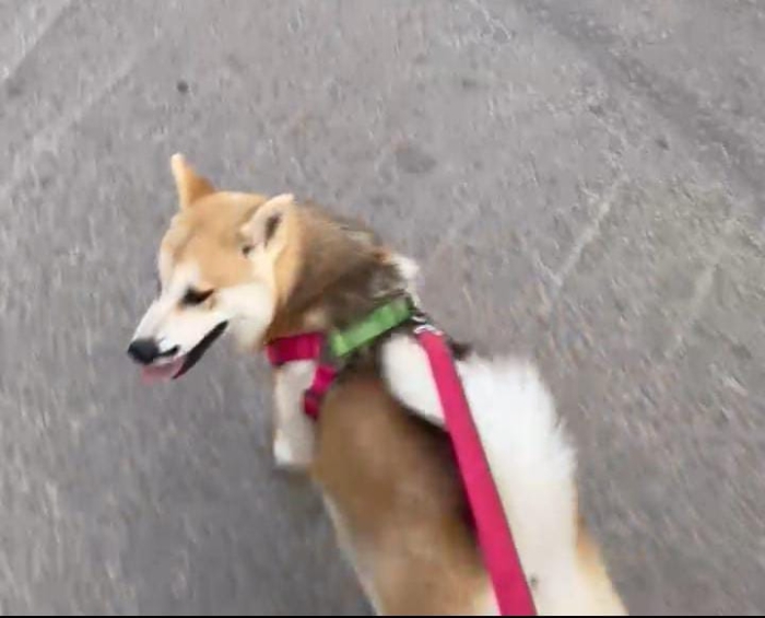 Akita japonaise