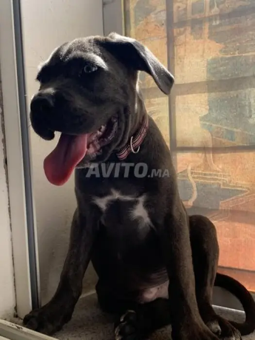 Un chien cane corso a vendre avec son cage aussi